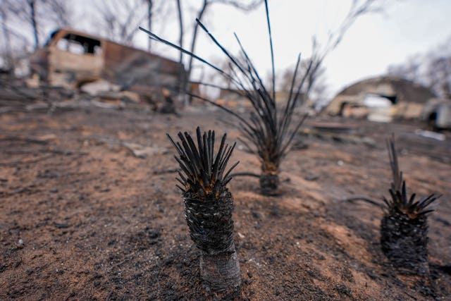 Charred trees