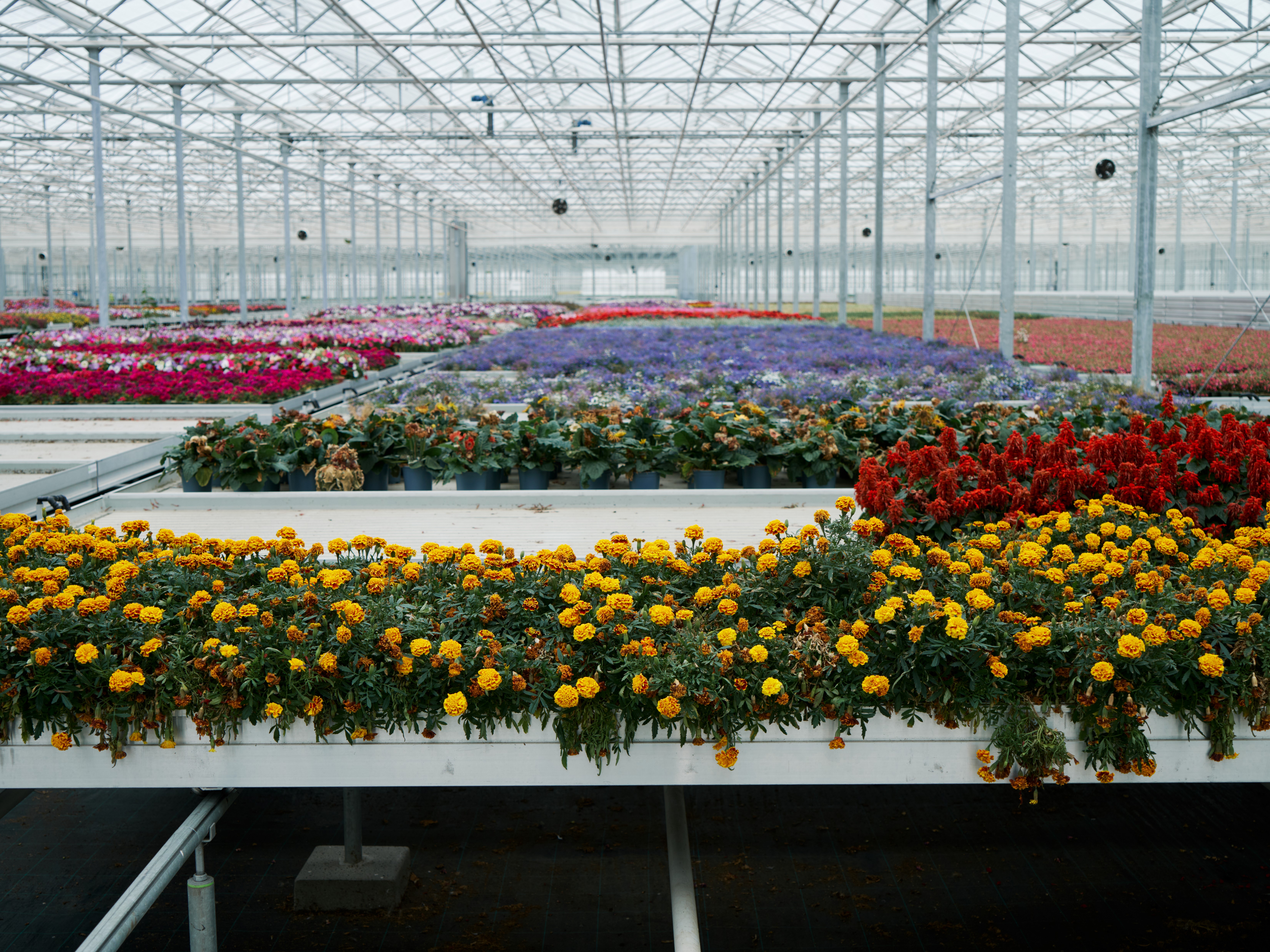 0747c6eb-93ae-4aa5-983c-67a823d7ebe4 Unwanted marigolds stored at Bridge Farm Group's 60-acre greenhouse, soon to be tested by Unilever’s scientists for new fragrances. Photographer: Christopher Nunn Location: Spalding, Lincolnshire