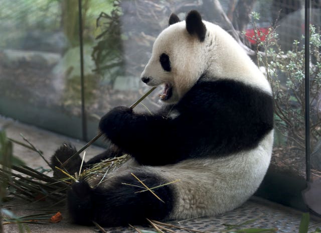 2be0dde56e4544ad91071eebdd8ea86e-1 Meng Meng eats bamboo in her enclosure