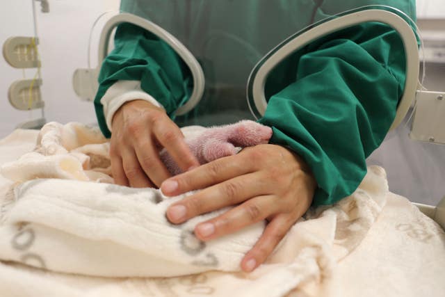 506584cc189f4630b43adf5f1de77bd1 An attendant helps a baby panda