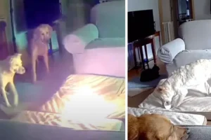 Watch moment dog sparks house fire after chewing through power bank igniting lithium-ion battery