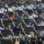 An aerial view of houses