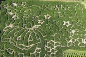 North American farmers honour Peanuts creator Charles M Schulz with corn mazes