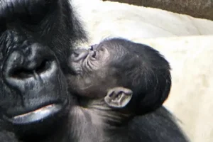 Baby gorilla born at Detroit Zoo