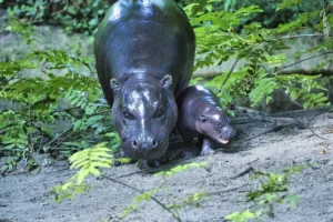 Berlin’s newest pygmy hippo makes her debut