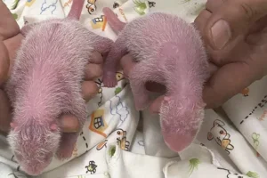 Hong Kong welcomes the birth of its first locally born giant pandas