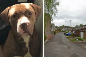 Hunt for American bulldogs on the loose after man found dead in back garden near Birmingham
