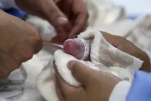 Second set of giant panda cubs arrives at Berlin Zoo