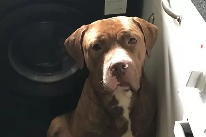 Killer dogs suspected of mauling man to death in Birmingham found 24 hours after police launch urgent hunt