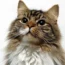 A pet cat