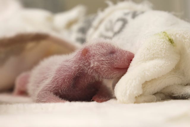 93e66e0d3cf84561a2e9471c45f148a1 A baby panda snuggles up