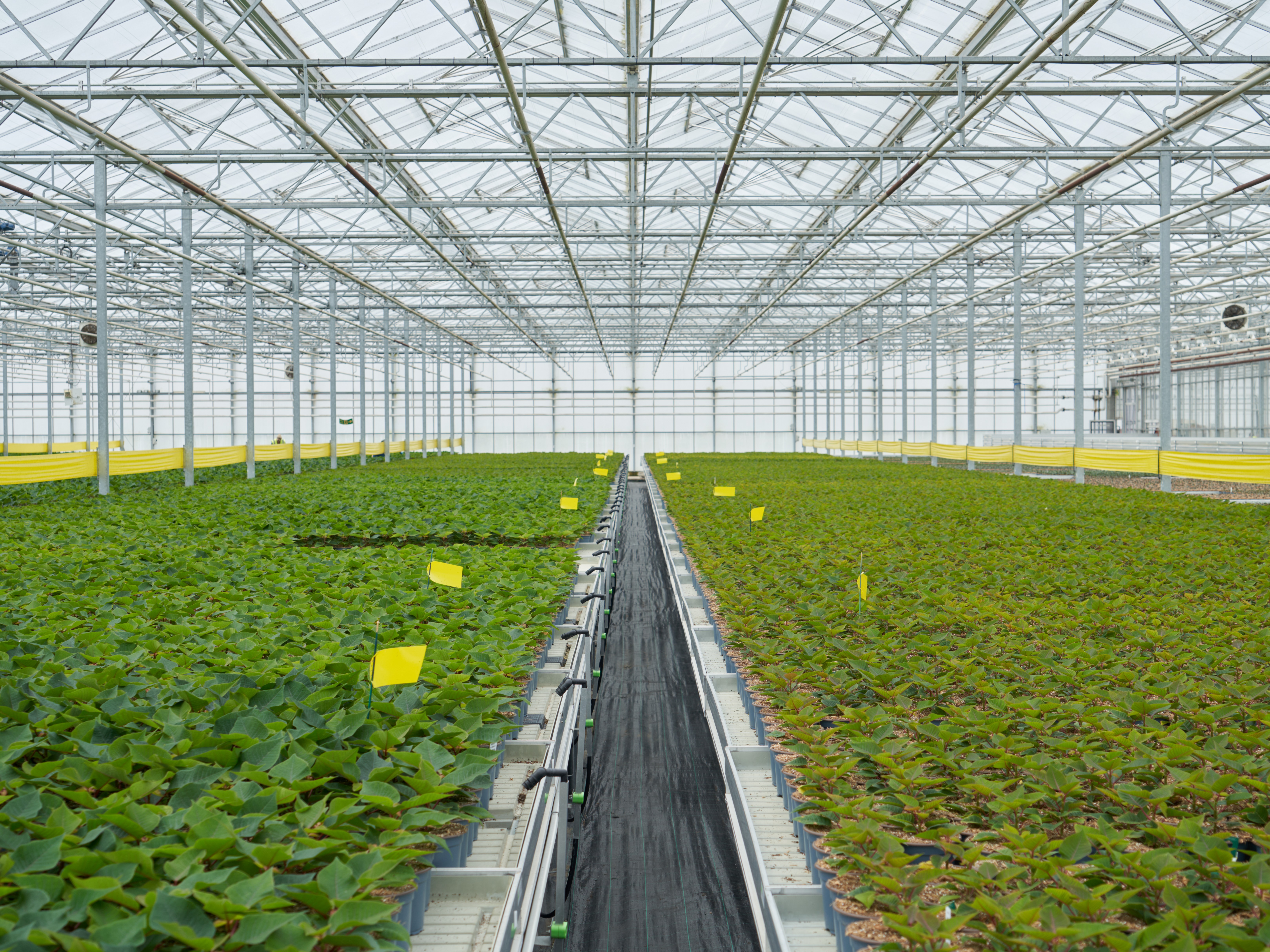 a8f06a3a-821a-4193-8761-fe063d0f8646 Poinsettias growing in Bridge Farm Group’s 60-acre greenhouse, ahead of retailer demand during the winter season. Unilever’s scientists will use any unsold plants to extract naturally occurring ingredients for future uses.